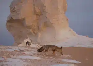 Deserto Nero Egitto: Safari e Tour nell'Oasi Calda