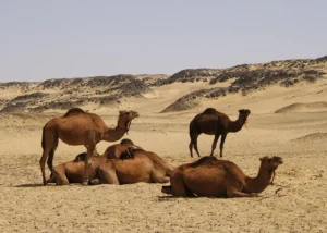Deserto Nero Egitto: Safari e Tour nell'Oasi Calda