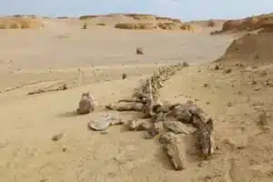Tour Wadi El Hitan dal Cairo | Safari Privato nel Fayoum