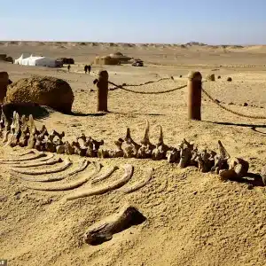 Safari nel Deserto del Fayoum da Il Cairo | Prenota il Tuo Tour Privato